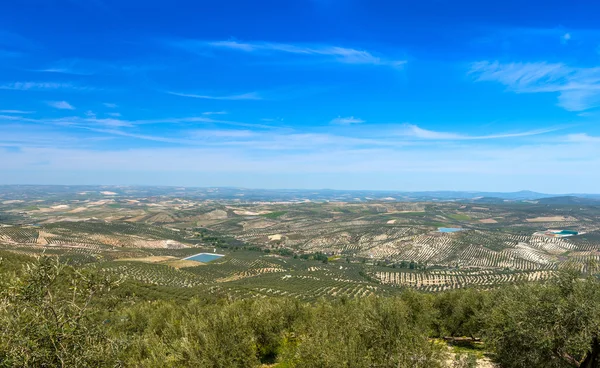 Widok drzewa oliwek na zachód od Quesada w pobliżu Cazorla — Zdjęcie stockowe