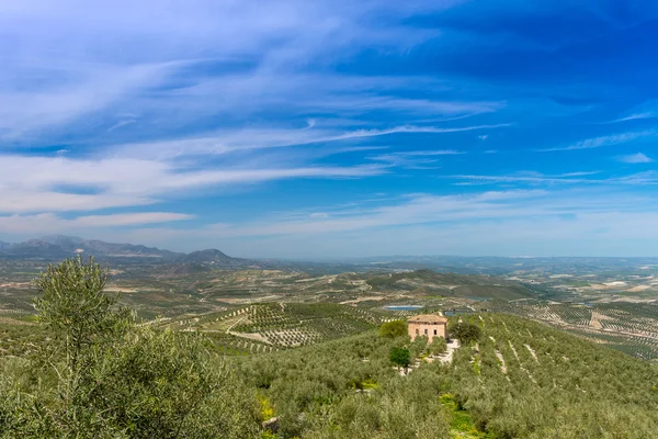 Vue des oliviers ouest depuis Quesada près de Cazorla — Photo