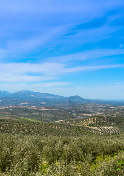 Vista das Oliveiras Oeste de Quesada perto de Cazorla — Fotografia de Stock