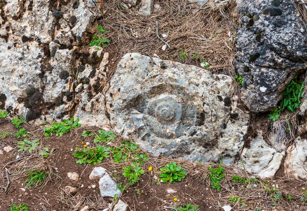 Fossil in a Rock — Stock Photo, Image