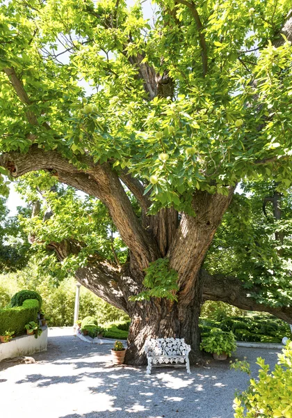 Albero di castagno — Foto Stock