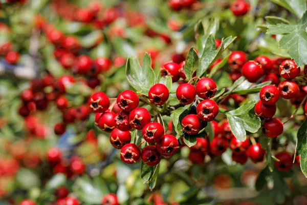 Ramo del biancospino con frutti maturi — Foto Stock