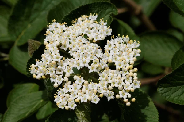 Árbol Caminante (Viburnum lantana) - Bloom — Foto de Stock