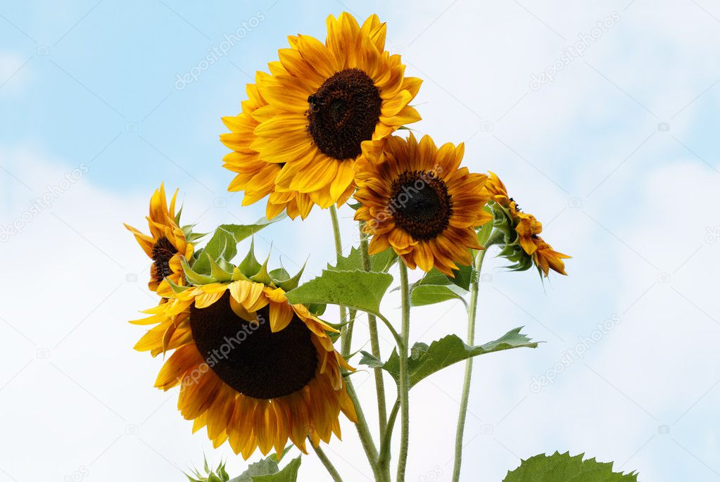 Sunflowers with opened Blossoms - Helianthus annuus