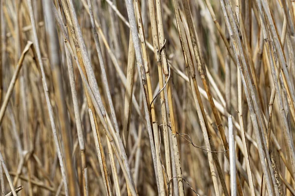 Woda Reed Tekstury Zimie Naturalne Tło — Zdjęcie stockowe