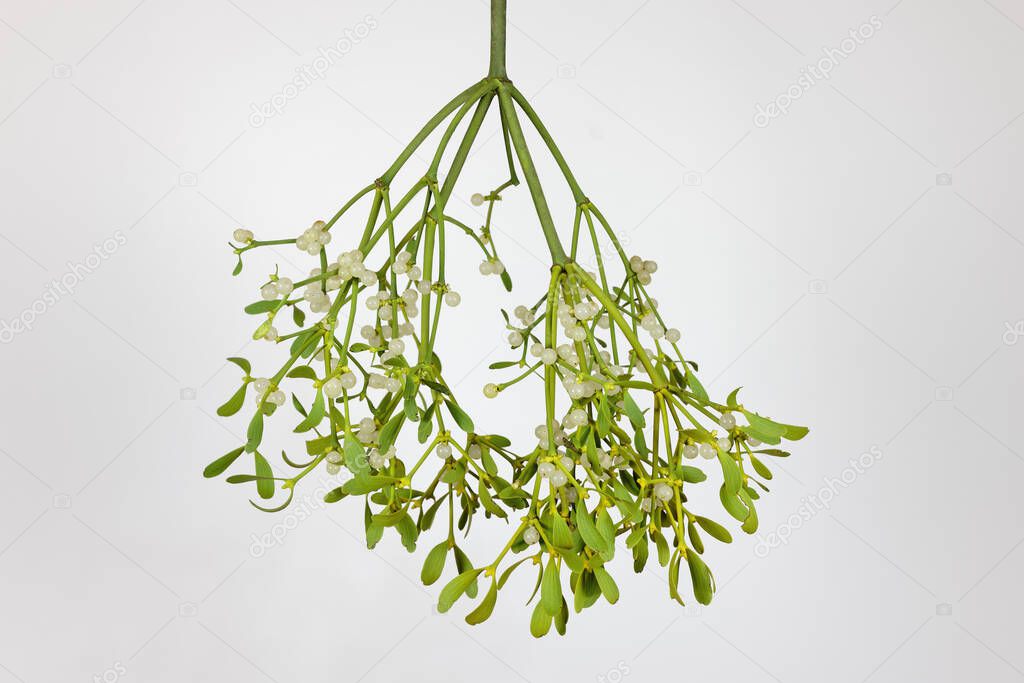 Branch of a European mistletoe (viscum album)