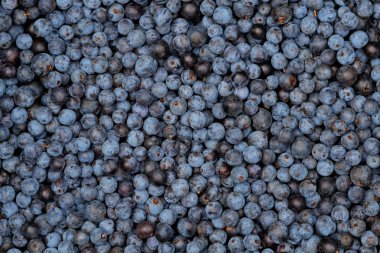 Sloes - taze aldı