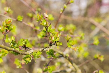 Hawthorn Dalları (Crataegus) ve Taze Açılan Yapraklar Kış Sonlarında