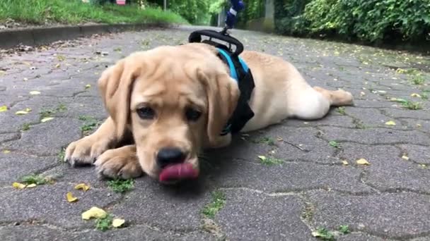 Mladý Zlatý Labrador Odpočívá Dlouhé Procházce — Stock video