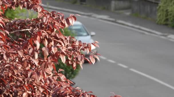 Árbol Coches Pasando Por Fondo Concepto Bloqueo — Vídeos de Stock