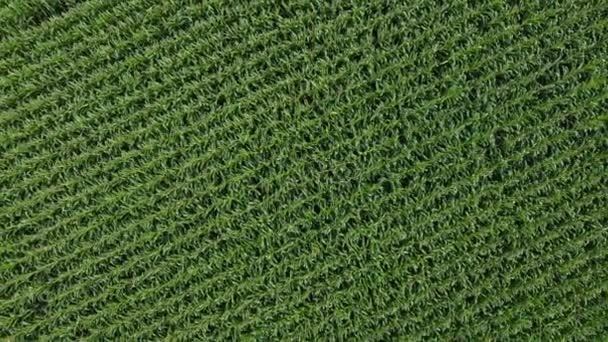 Vista Drone Uma Plantação Milho Dividida Duas Partes Por Uma — Vídeo de Stock