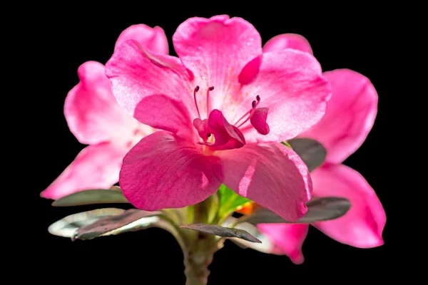 Рододендрон квіти на чорний — стокове фото