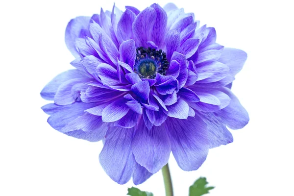 Bellissimo fiore blu — Foto Stock