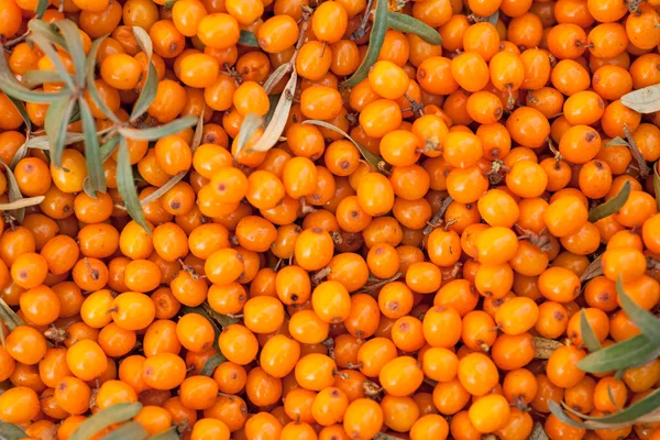 Background of ripe sea buckthorn — Stock Photo, Image