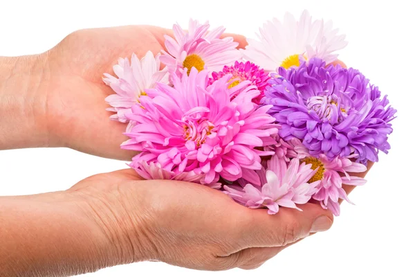 Mãos com flores asters — Fotografia de Stock