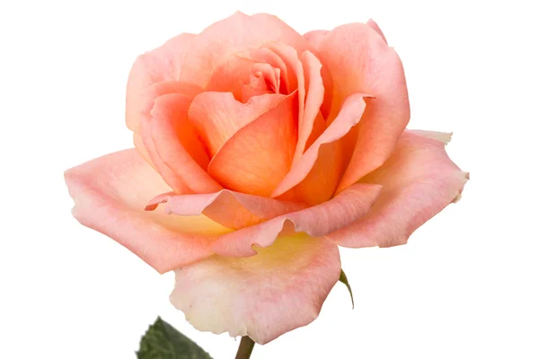 Pale pink rose — Stock Photo, Image