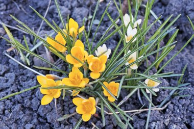 Sarı ve beyaz çiğdemler