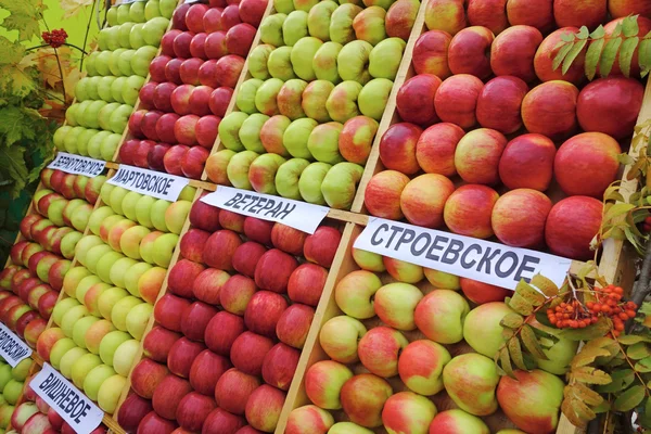 Exhibition apples and their names — Stock Photo, Image