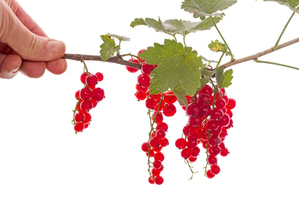 Hand with a branch of red currants — Stock Photo, Image