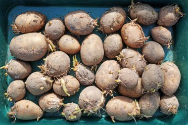 Germinated tohum patates f