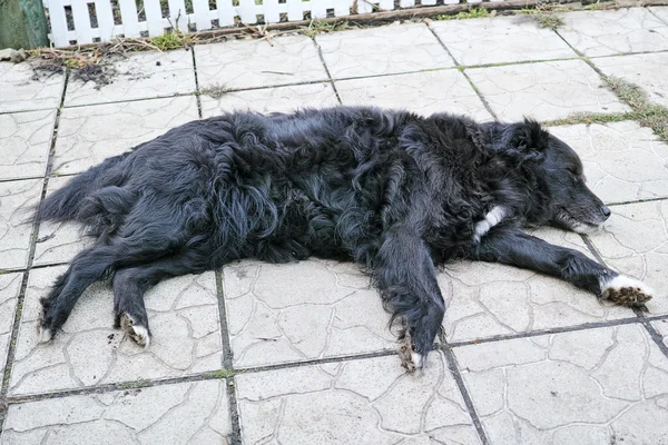 Siyah köpek uyurken — Stok fotoğraf