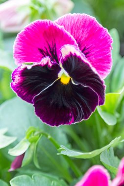 Özgün çiçek hanım evlatları