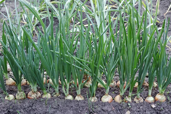 Camas con cebolletas — Foto de Stock