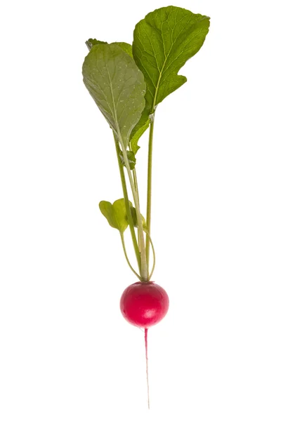 Rostlina červené ředkvičky — Stock fotografie