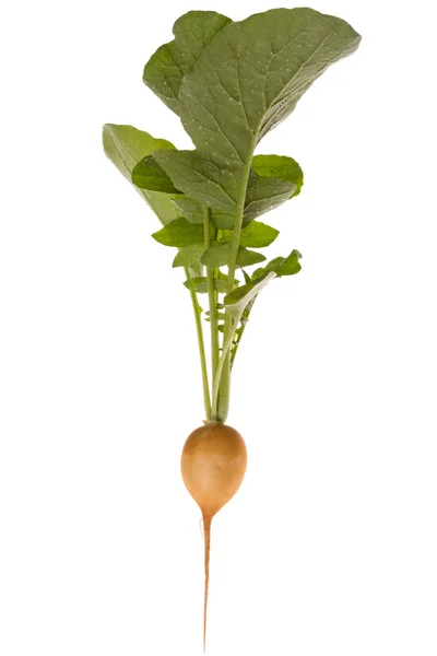 Plant yellow radish — Stock Photo, Image