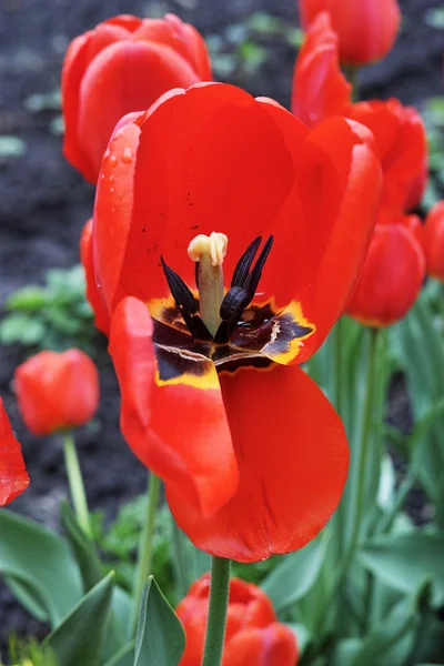 Red tulip fades — Stock Photo, Image