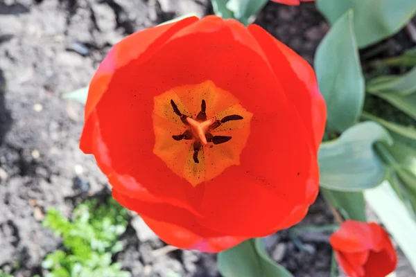 Red tulip top view — Stock Photo, Image