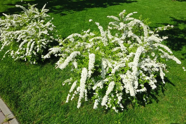 Planta Spiraea branca — Fotografia de Stock