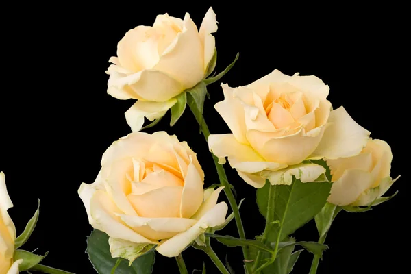 Rosas beige sobre un negro — Foto de Stock
