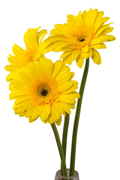 Tres gerberas amarillas — Foto de Stock