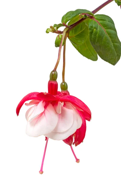 Fuchsia är ett släkte med blommande växter — Stockfoto