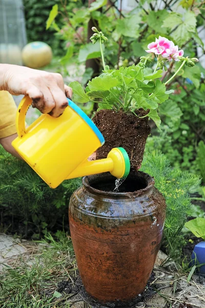 Plantando gerânios em um pote — Fotografia de Stock