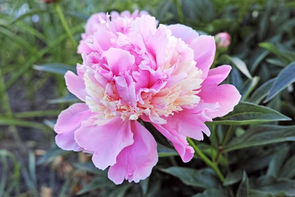 Pembe şakayık çiçeği