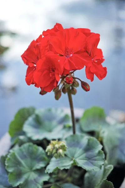 赤いゼラニウムの花 — ストック写真