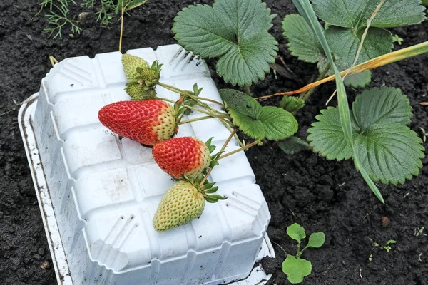 Ramo com um morango em um jarro plástico — Fotografia de Stock