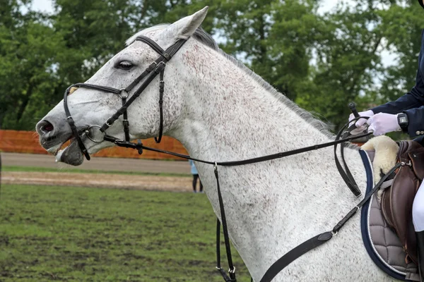 Kör häst öring passar — Stockfoto
