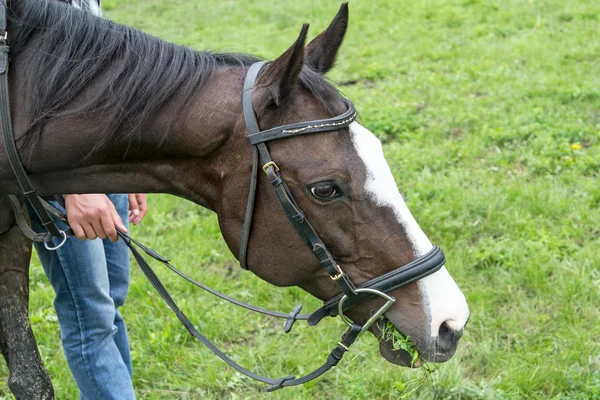 Caballo en brida comiendo hierba — Foto de Stock