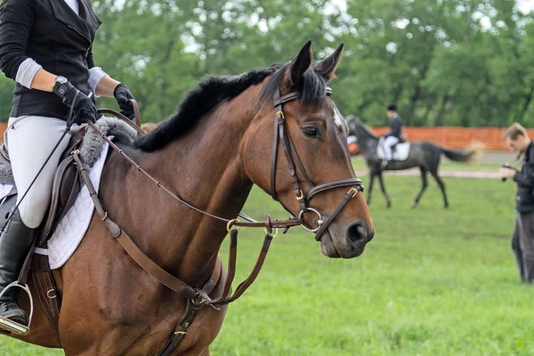 Tävlingshäst kastanj kostym — Stockfoto