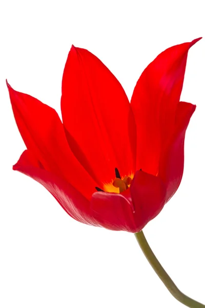 Leuchtend rote Tulpe auf weiß — Stockfoto