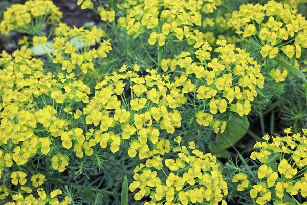 Сад евфорбий (spurge) — стоковое фото