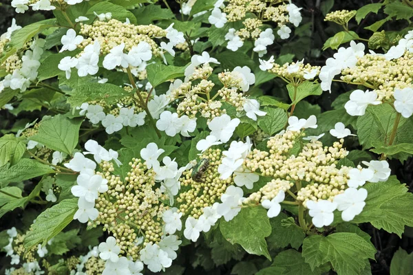Flowering bush viburnum — Stock Photo, Image