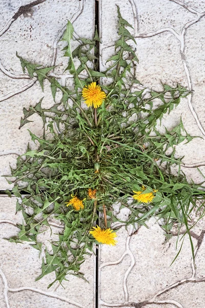 Flores de diente de león en el camino —  Fotos de Stock