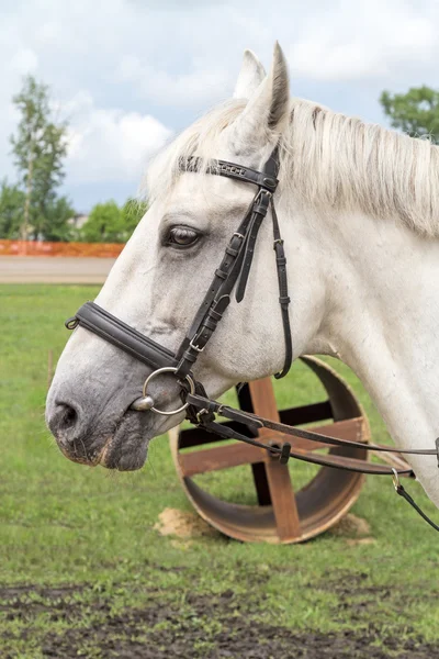 Caballo de batalla caballo blanco — Foto de Stock