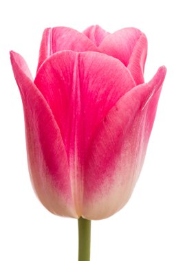 Beyaz bir Pembe Lale