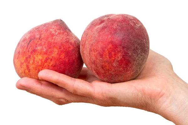 Two peaches on a palm — Stock Photo, Image