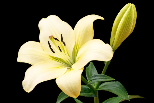 Pale yellow lily — Stock Photo, Image